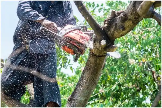 tree services Rockford